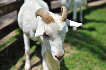 Obraz premium 山羊のポートレート