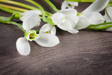 Fototapeta na wymiar Snowdrop flower on wood background