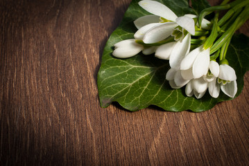 Fototapeta na wymiar Snowdrop flower on wood background