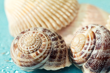 seashells on a blue background
