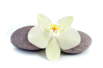Obraz na płótnie Canvas Orchid i kamienia