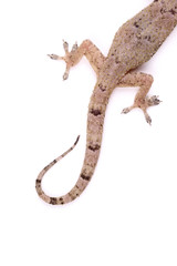 Gecko climbing