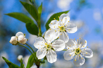 White blossoming cherry tree twig