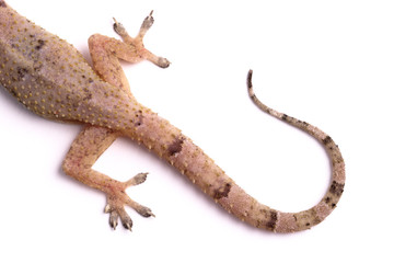 Gecko tail
