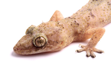Gecko head