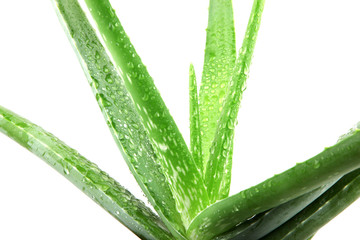 Fototapeta premium Aloe