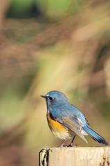 お立ち台のルリビタキ