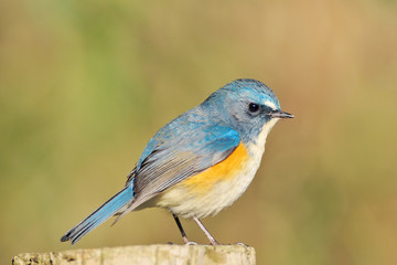 お立ち台のルリビタキ