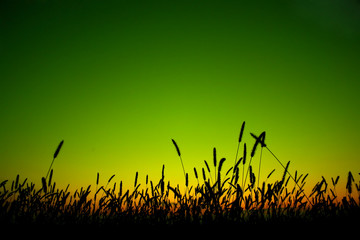 grass silhouette