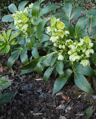 Christmas Rose Hellebore.