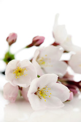 Naklejka na ściany i meble Japanese cherry blossom