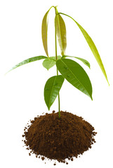 plant de manguier