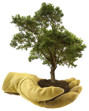 concept protection des arbres, reboisement