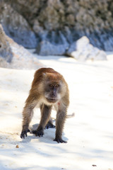 Monkey on Monkey Beach Phi Phi