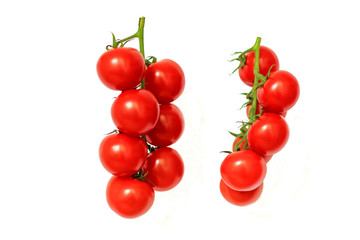 Two tomato vines isolated on white