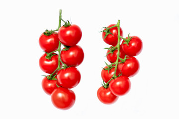 Two tomato vines isolated on white