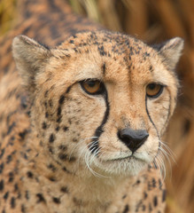 cheetah portrait 7284