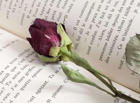 rose sur un livre roman