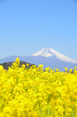 菜の花畑と富士山