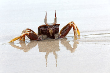 crab