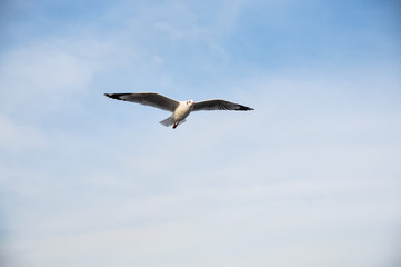 An image of a beautiful seagull in the bright sky