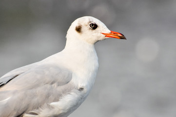 Fototapeta premium An image of a beautiful seagull in the bright sky