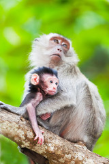 Naklejka na ściany i meble Cub of a monkey with mother on a tree branch