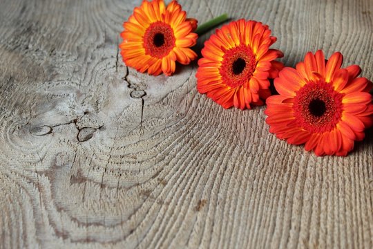 gerbera auf holz