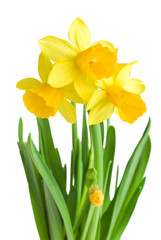 Obraz premium daffodils in green grass over white