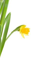 daffodils in green grass over white