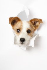 Hund durchbricht Papier - Dog breaks through paper