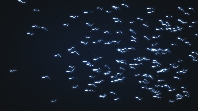 Human sperm swimming on the screen across screen