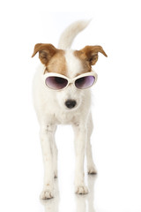Hund mit Sonnenbrille - Dog with sunglasses