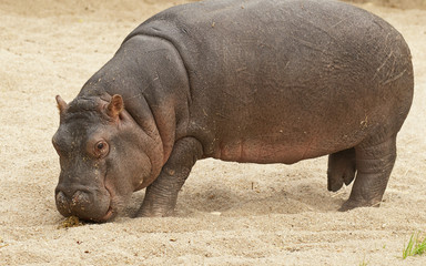 Small hippo