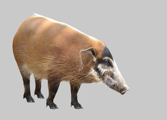 red river hog