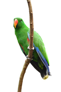 Male Eclectus Parrot