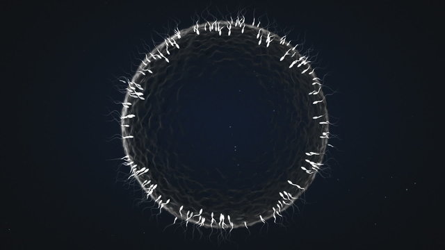 Hundreds of Sperm Race to get inside Female Egg