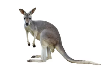 Peel and stick wall murals Kangaroo gray kangaroo