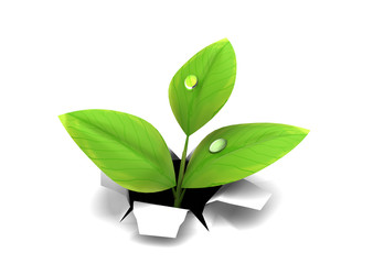 growing thorugh paper