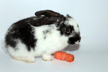 Ester rabbit © Reklamatic