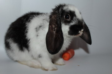 Ester rabbit © Reklamatic