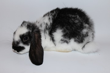 Ester rabbit © Reklamatic