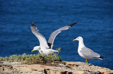 Moewe - gull 19