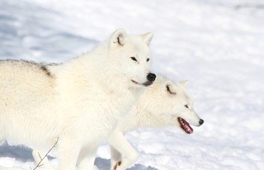 deux loups blanc