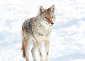 coyote en hiver