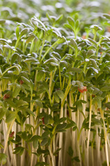 Gartenkresse Detailaufnahme