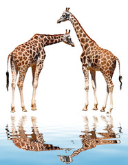 Obraz premium giraffes isolated