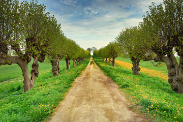 Allee