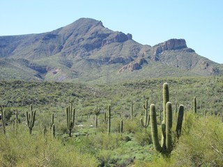 cactus southwestern usa landscape - obrazy, fototapety, plakaty