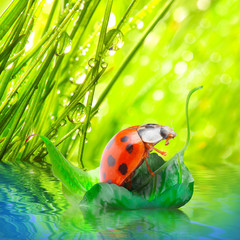 Little ladybug floating on the leaf.